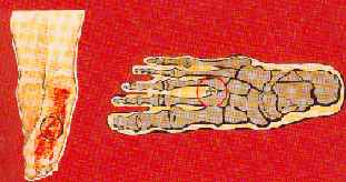 Fichier:Pieds.jpg