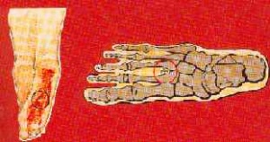 Pieds.jpg