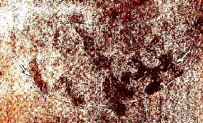 Fichier:Nuque.jpg