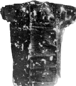 Face-dorsale-2.gif